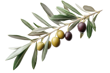 a branch of an olive tree with green and black olives the branch is on a transparent background