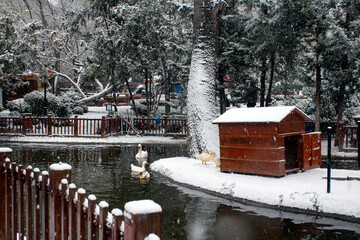winter in the park