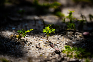 Little plant grow