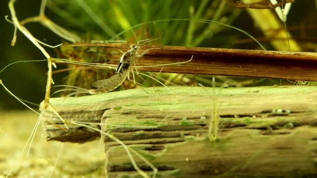 Mayfly nymph (Baetis sp.) underwater in a pond, getting ready rise to the surface to emerge, with air starting to shimmer under the cuticle of the thorax, dark wing-pads fully developed, side view.