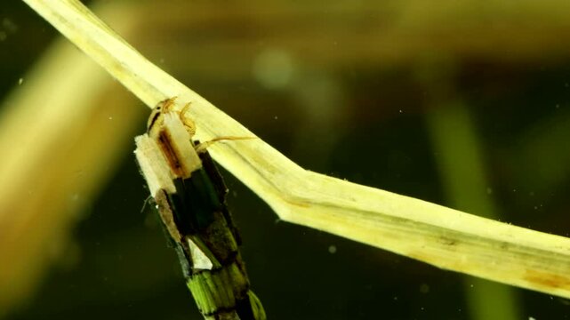 Caddisfly larva (Phryganea sp.) underwater in a pond, crawling and searching for food on dead grass, macro close-up showing mandibles probing, angle 2. 