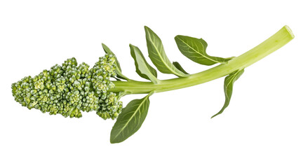 Obraz premium Broccoli transparent background