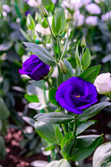 Blooming Lisianthus Flowers on a green leaf background in the garden.