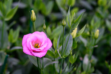 Blooming Lisianthus Flowers on a green leaf background in the garden.