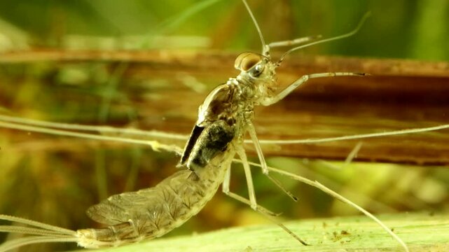Mayfly nymph (Baetis sp.) underwater in a pond, getting ready rise to the surface to emerge, with air starting to shimmer under the cuticle of the thorax, dark wing-pads fully developed, extreme macro