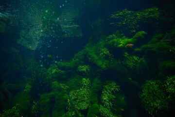 Exploration of aquatic life in Shanghai Greenhouse Garden aquarium filled with vibrant underwater vegetation