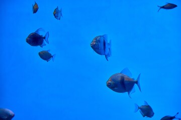 Fototapeta premium Colorful fish swimming in the aquarium of Shanghai Greenhouse Garden during a serene afternoon