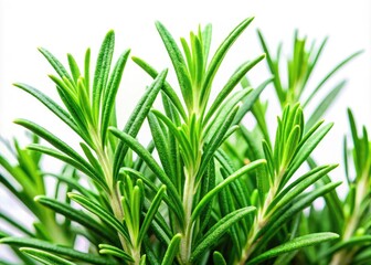 Obraz premium Close-up Rosemary Herb Plant Photography: Vibrant Green Leaves, Isolated Background