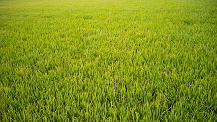 Vibrant green rice field captured from above showcasing lush growth and agricultural abundance in a...