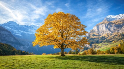 Majestic lone tree with vibrant yellow leaves in mountain landscape