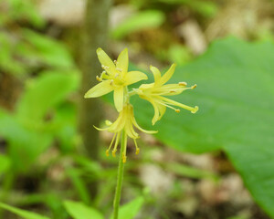 Clintonia borealis | Bluebead Lily | Native North American Wildflower