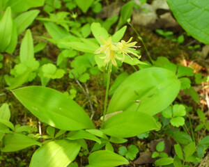 Clintonia borealis | Bluebead Lily | Native North American Wildflower