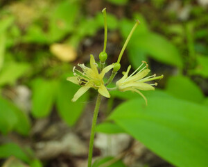 Clintonia borealis | Bluebead Lily | Native North American Wildflower