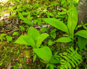 Clintonia borealis | Bluebead Lily | Native North American Wildflower