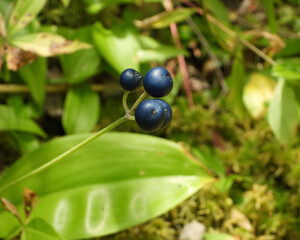 Clintonia borealis | Bluebead Lily | Native North American Plant Berry Fruit