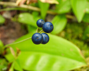 Clintonia borealis | Bluebead Lily | Native North American Plant Berry Fruit
