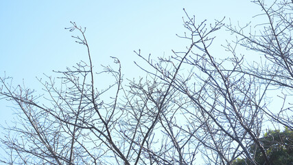 冬枯れした樹木と青空