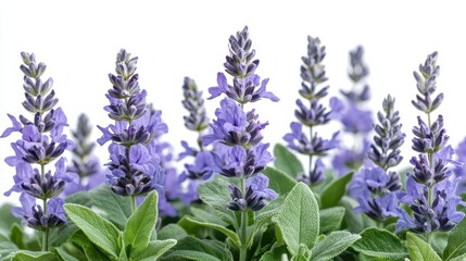 Obraz premium beautiful sage flower salvi flower clipart isolated on white background sage flower