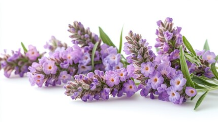 Fototapeta premium beautiful vervain clipart isolated on white background vervain