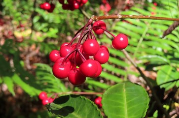Red Ardisia crenata berries on a branch in Florida nature