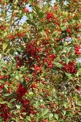 Ilex vomitoria plant commonly known as Yaupon Holly in Florida nature
