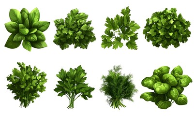 Obraz premium Variety of fresh herbs, isolated on white.