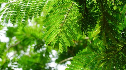 Lush green foliage in a tropical landscape captures the essence of summer vibrancy and natural beauty