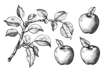 hand drawn illustration of apple tree branch with leaves and apples