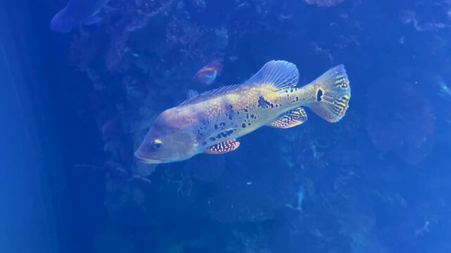 Cichla kelberi, Red Blood Parrot Fish, Cichlasoma, Cichlids, Pangasius Catfish and other predatory fish swim in a huge freshwater aquarium.