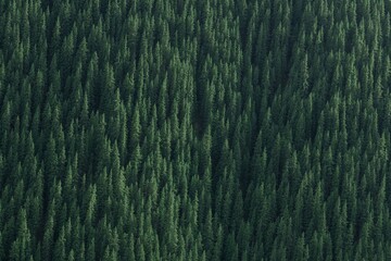 Spruce forest thriving in Bortala Mongol Autonomous Prefecture of Xinjiang during a sunny day