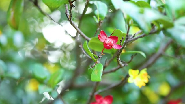Ochna Integerrima Blossoms in Rama 9 Park