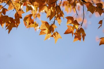 Brilliant red maple leaves against a clear blue sky in autumn's embrace at midday