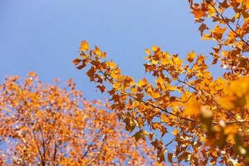 Vivid red maple leaves contrast with a clear blue sky on a sunny autumn day