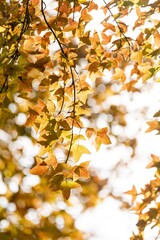 Vibrant maple leaves showcase stunning fall colors in a serene forest setting