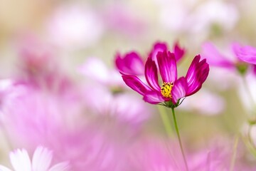 Fototapeta premium Vibrant garden of blooming gerberas in full sunlight showcasing nature's beauty