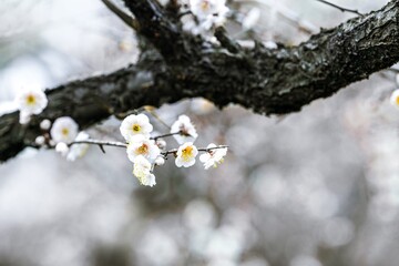 Winter blooming plumeria branches display delicate white flowers against a blurred frosty background in a cool climate