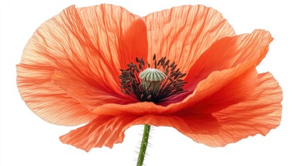 illustration of poppy flower isolated on white background poppy