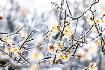 Ice-covered plum blossoms bloom in winter, showcasing delicate beauty amidst frost
