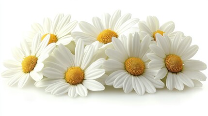 Obraz premium photo of chamomile isolated on white background chamomile