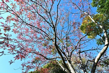 Japan wax tree autumn leaves. Anacardiaceae Dioecious deciduous tree. In Japan, it is a resource plant whose fruit is used to extract wax.