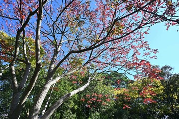 Japan wax tree autumn leaves. Anacardiaceae Dioecious deciduous tree. In Japan, it is a resource plant whose fruit is used to extract wax.