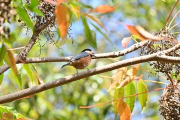 Japan wax tree autumn leaves. Anacardiaceae Dioecious deciduous tree. In Japan, it is a resource plant whose fruit is used to extract wax.