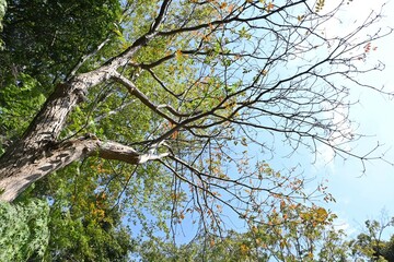 Japan wax tree autumn leaves. Anacardiaceae Dioecious deciduous tree. In Japan, it is a resource plant whose fruit is used to extract wax.