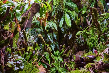 Close up of vibrant greenery in a greenhouse garden showcasing diverse plant life and lush textures