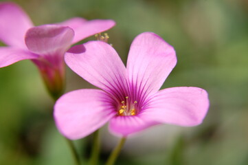 Close Up of Pink Flower