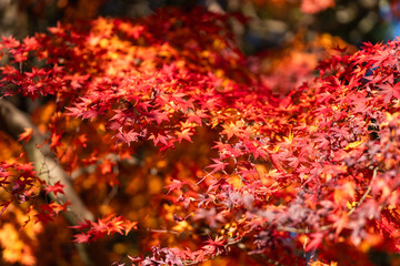 鮮やかに赤く染まったもみじの木　成田山公園