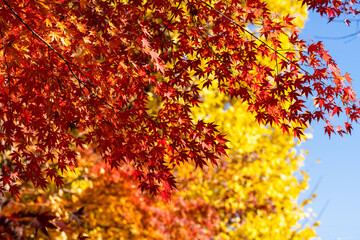 鮮やかに赤く染まったもみじの木　成田山公園