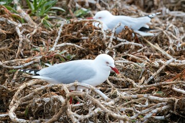 Seagull in Her Nest, Coastal Bird Sanctuary