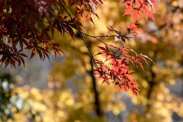 Colorful maple leaves transforming in autumn against a backdrop of vibrant yellow foliage