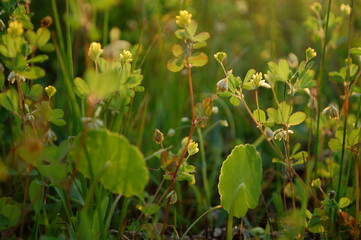 Green Spring Grass